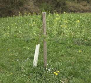 Lehrpfad Bäume des Jahres
