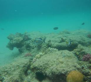 Hausriff Beach Albatros Resort