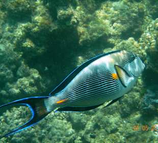 Подводный мир рифа Хилтона