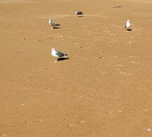 Praia de Nossa Senhora da Rocha