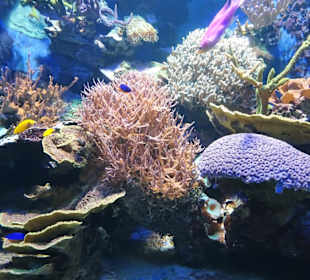 Im Aquarium des "Haus der Natur"