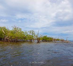 Mangroven