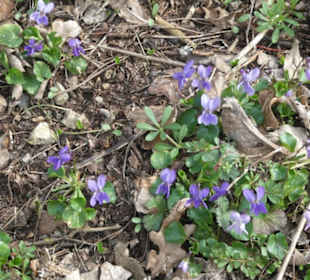 Eindrücke von unserer Wanderung Schalksbergweg
