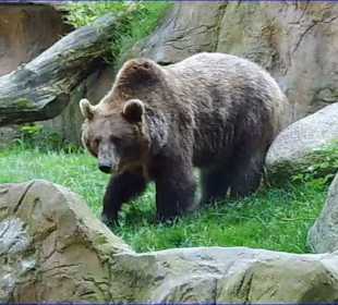 WildparkImpression September 2013