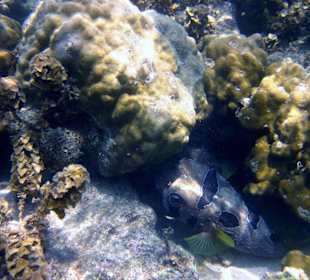 Underwater, fast am Hotelbeach