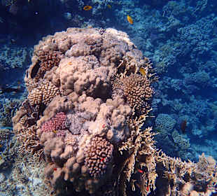 Schnorcheln Makadi Bay