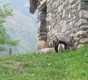 Archiologischer Stall in Stazzona
