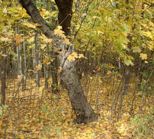 Усадьба Кусково