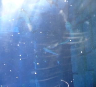 Röhren Aquarium Antalya 