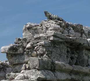 Maya Stätte mit Leguan