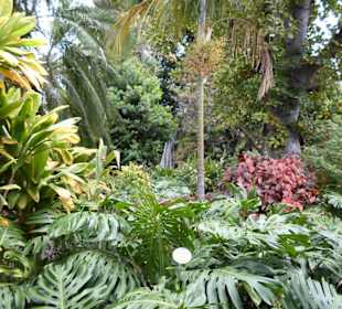 Im Jardín de aclimatación de La Orotava