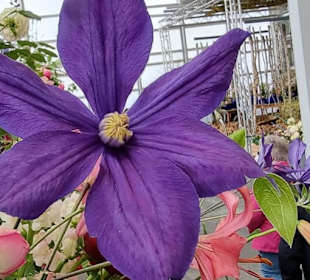 Eine Pracht an Blüten