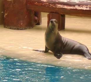 Seelöwen Loro Parque