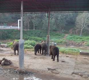 Elefantencamp Chiang Mai