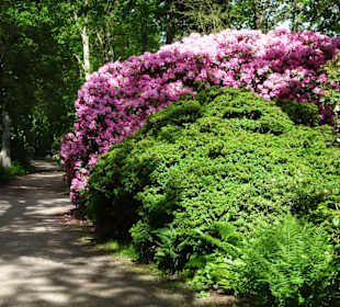 Hauptblüte im Rhododendronpark Bremen