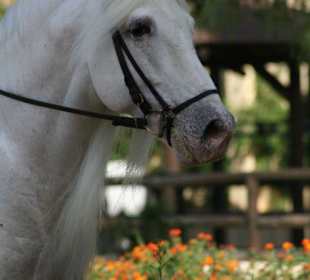 Trainingstag in der Real Escuela