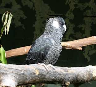 Taronga Zoo 03