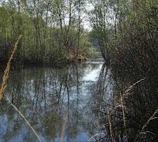 Impressionen aus der Gellener Torfmöörte