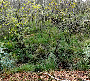 Impressionen vom Hochmoor am Weg