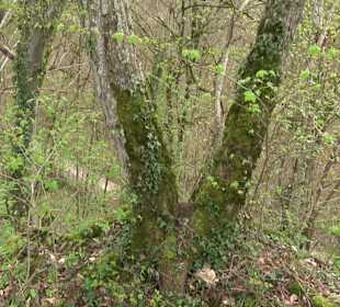 Wanderung rund um das Rusenschloss Gerhausen