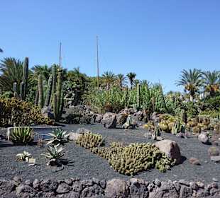 Kaktusgarten im OASIS - Park
