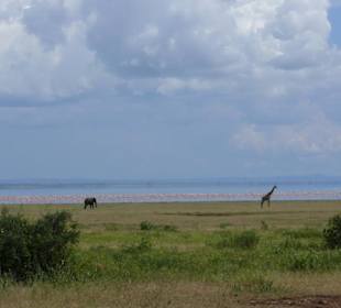 Elefant und Giraffe vor dem Lake Manyara