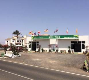 Aloe Vera Fresca Infocenter La Oliva