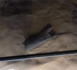 Dinosaurier Museum Altmühltal