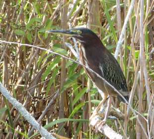 Everglades National Park: Anhinga Trail