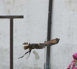 Flugshow Falkenhof Augustusburg