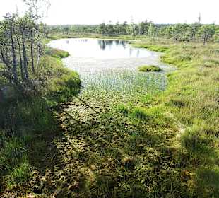 Bohlenweg durchs Kemeru-Moor