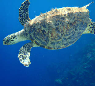 Wasserschildkröte beim Hausriff