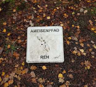 Ameisenpfad Wildtierabdrücke