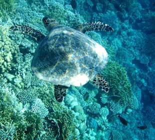 Schildkröte direkt am Steg