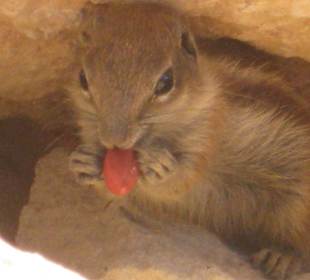 Erdhörnchen beim Naschen