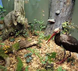 In der Abteilung "Lebensraum Wald"