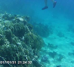 Schnorcheln Makadi Bay