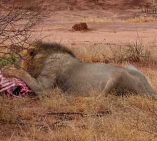 Nachmittagspirsch im Tsavo Ost