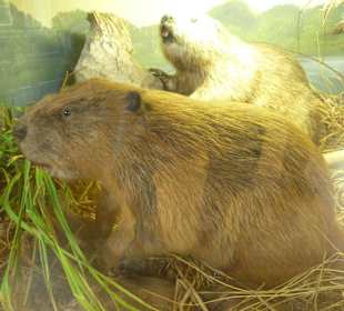 Landpartie Springer Schloss