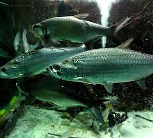 Blick in die Aquarien