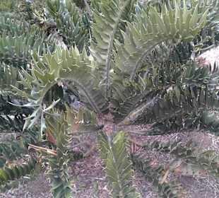 Botanischer Garten Kirstenbosch