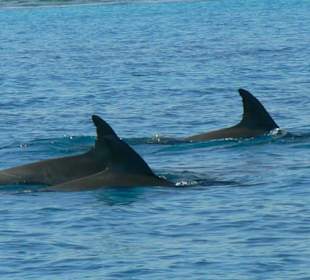 Flipper