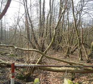 Wunderschöne Boberger Niederung