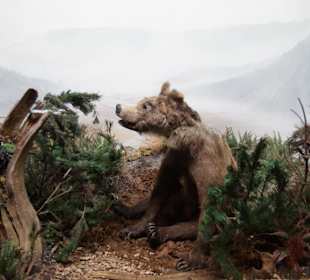 Vogel-und Jagdtierkunde