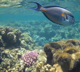 Hausriff Arabischer Doctor