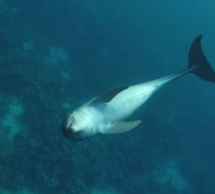 Delfinausflug mit Mo