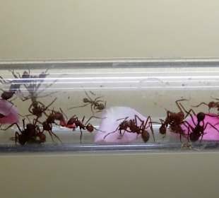 Impressionen aus dem Aquazoo Löbbecke Museum