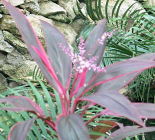 Manati park bavaro