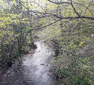 Saar-Hunsrück Steig in Losheim am See