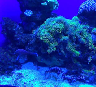 Palma Aquarium